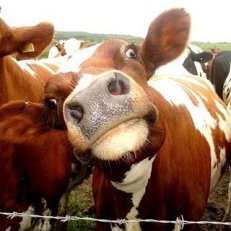 funny-cow-10